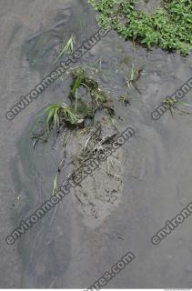Photo Texture of Water Plants 0008